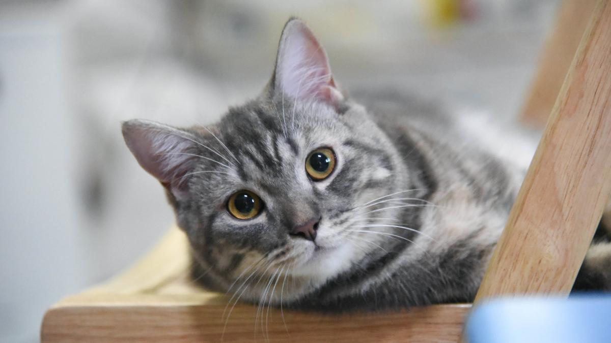 Instagram: Barcelona registra el primer refugio de gatos de personas que han fallecido por el coronavirus
