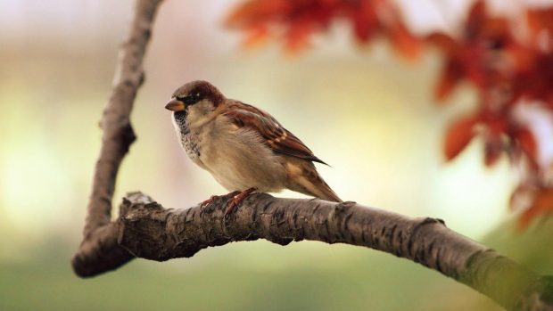 Pájaro en bosque