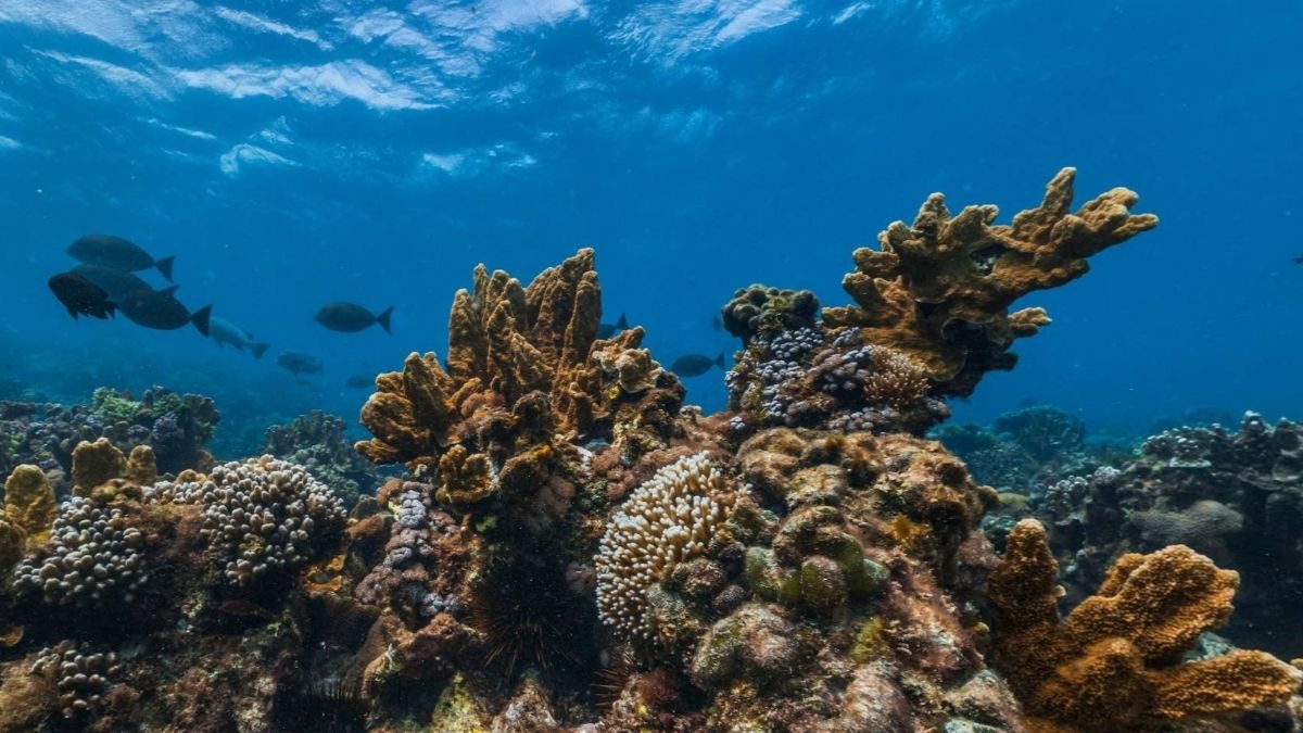 Coral más alto del mundo