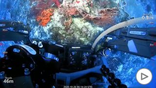 Arrecife coral Australia