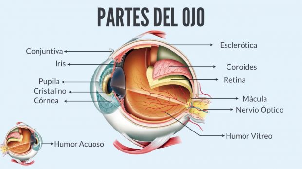 Mecanismo del ojo humano