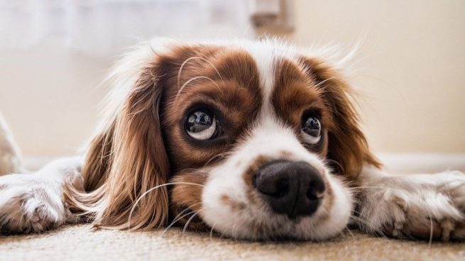 Estas son las 4 enfermedades en perros más frecuentes