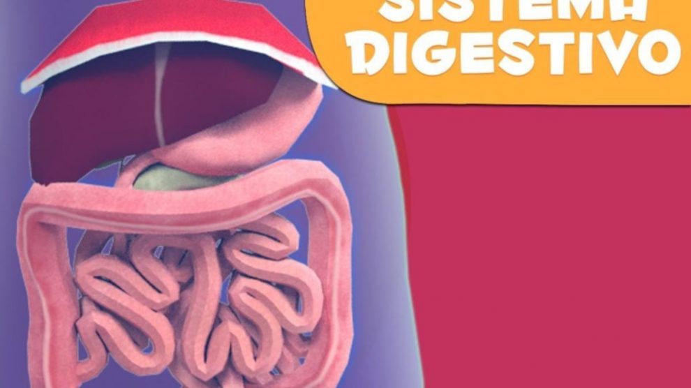 Los tiempos de tránsito intestinal