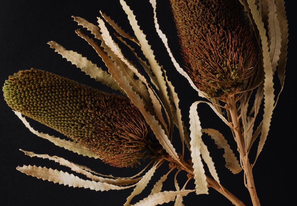 Naturaleza: las cinco plantas más extrañas