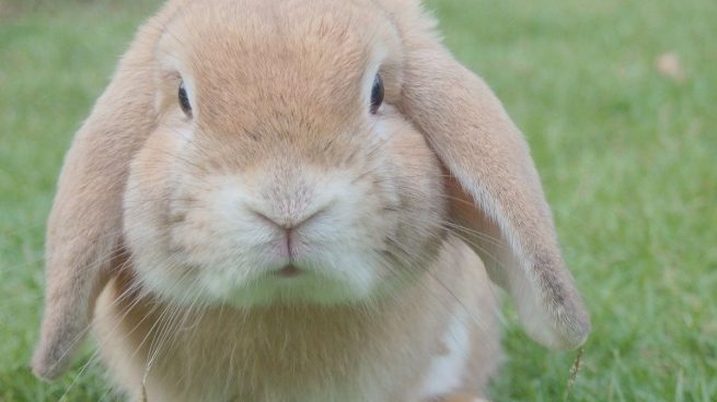 Las mejores razas de conejos para niños: TOP 5