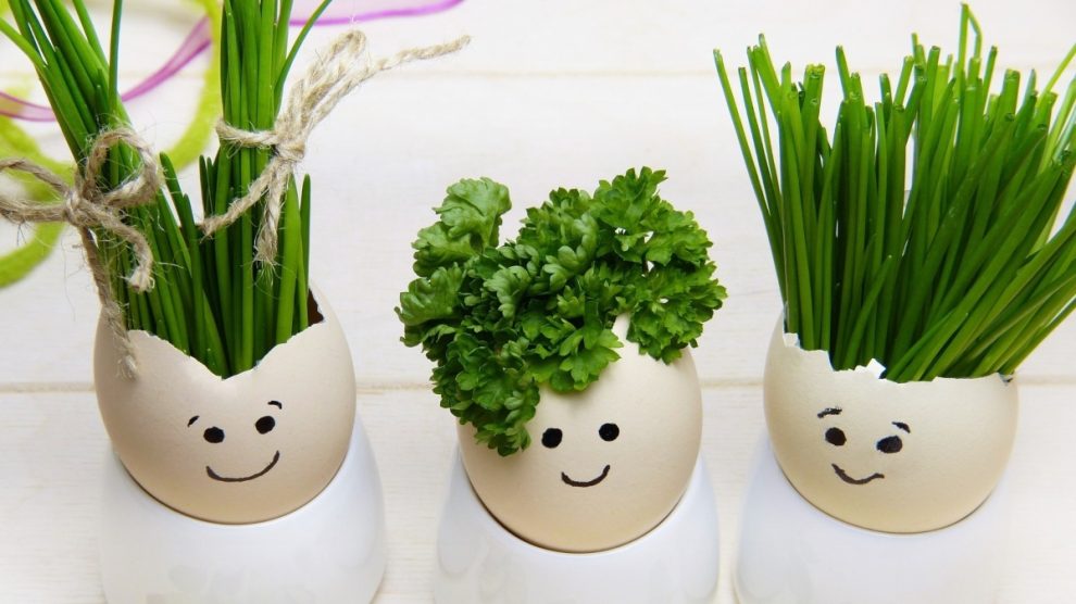 Pasos para cultivar perejil sin semilla en casa