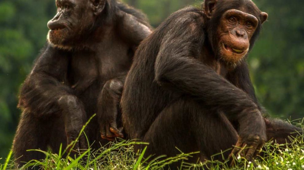 Chimpancés en grupo