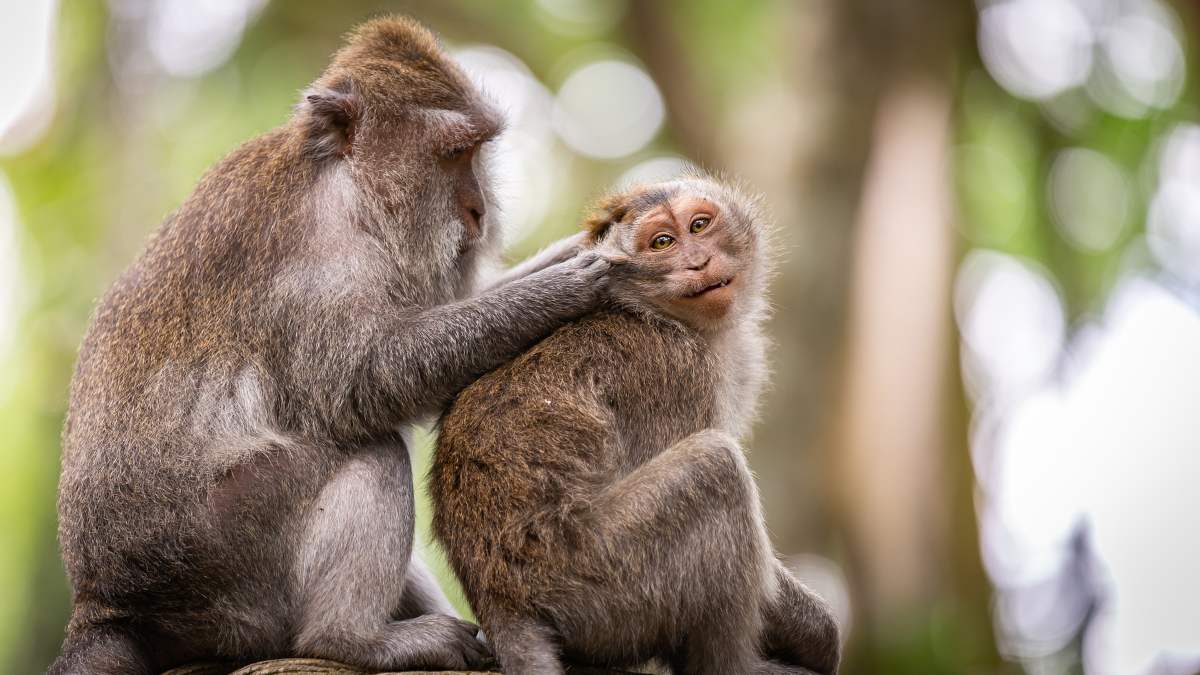 tirar a la basura envidia Impuro Las bromas de los monos muestran los rastros evolutivos del humor humano