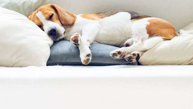 ¿Cuántas horas duerme un perro? Estos son los factores que influyen