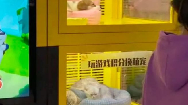 Polémica por una máquina expendedora que ofrecía mascotas como premio