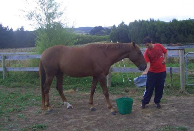 Dando comida al caballo