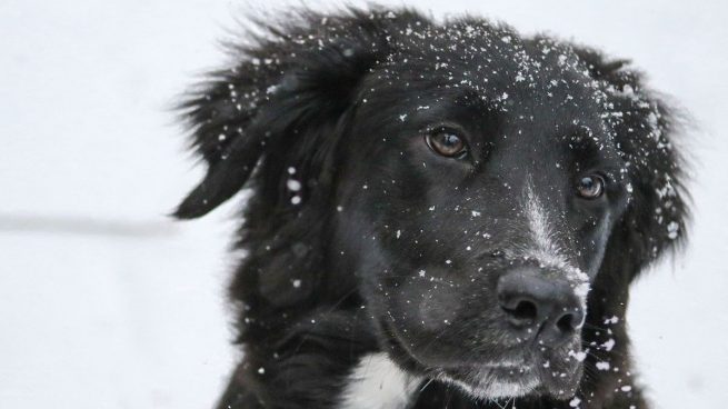 Cómo evitar que el perro tenga frío