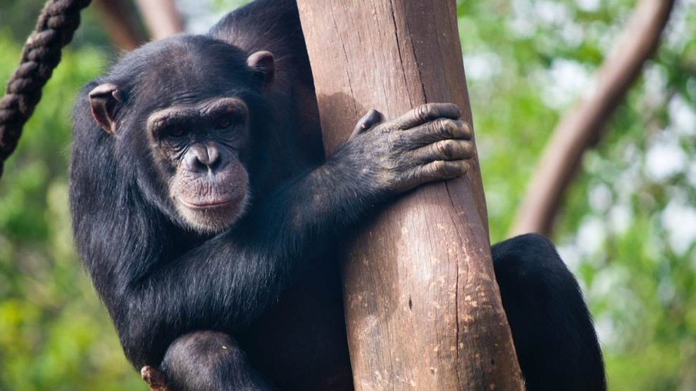 Chimpancé pruebas con números