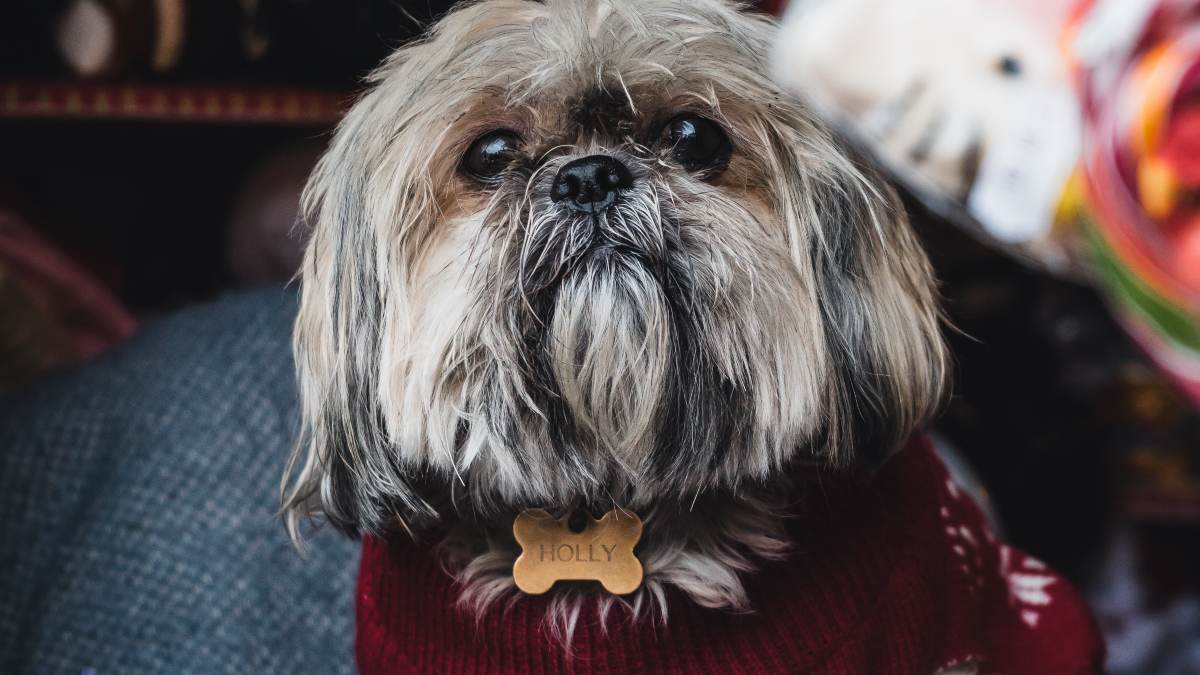Tu perro en invierno