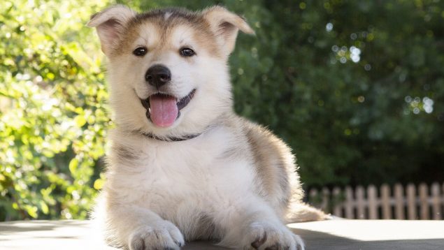 5 causas por los que los perros pueden oler mal