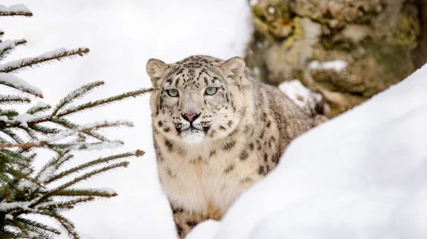 Leopardo nieves