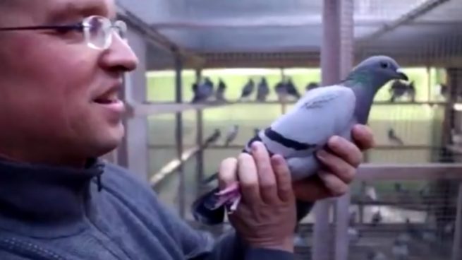 Twitter: Un millonario paga 1.310.000 euros por la paloma más cara del mundo