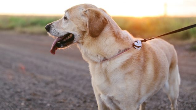 Trucos para que el perro deje de tirar la correa