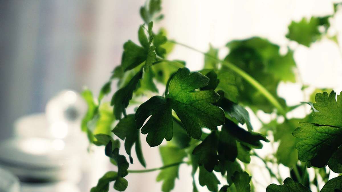 El cilantro es una de las hierbas más utilizadas en la cocina