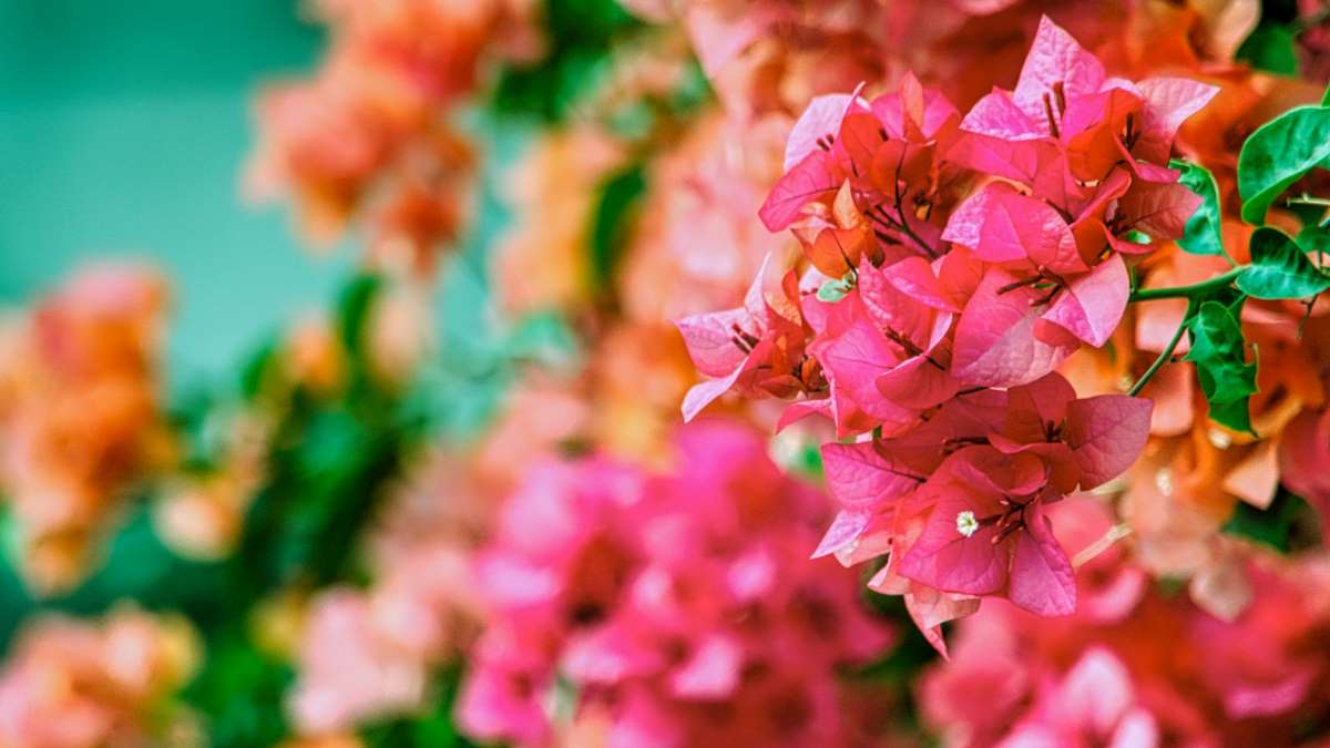 La buganvilla es una de las plantas más bonita para el hogar