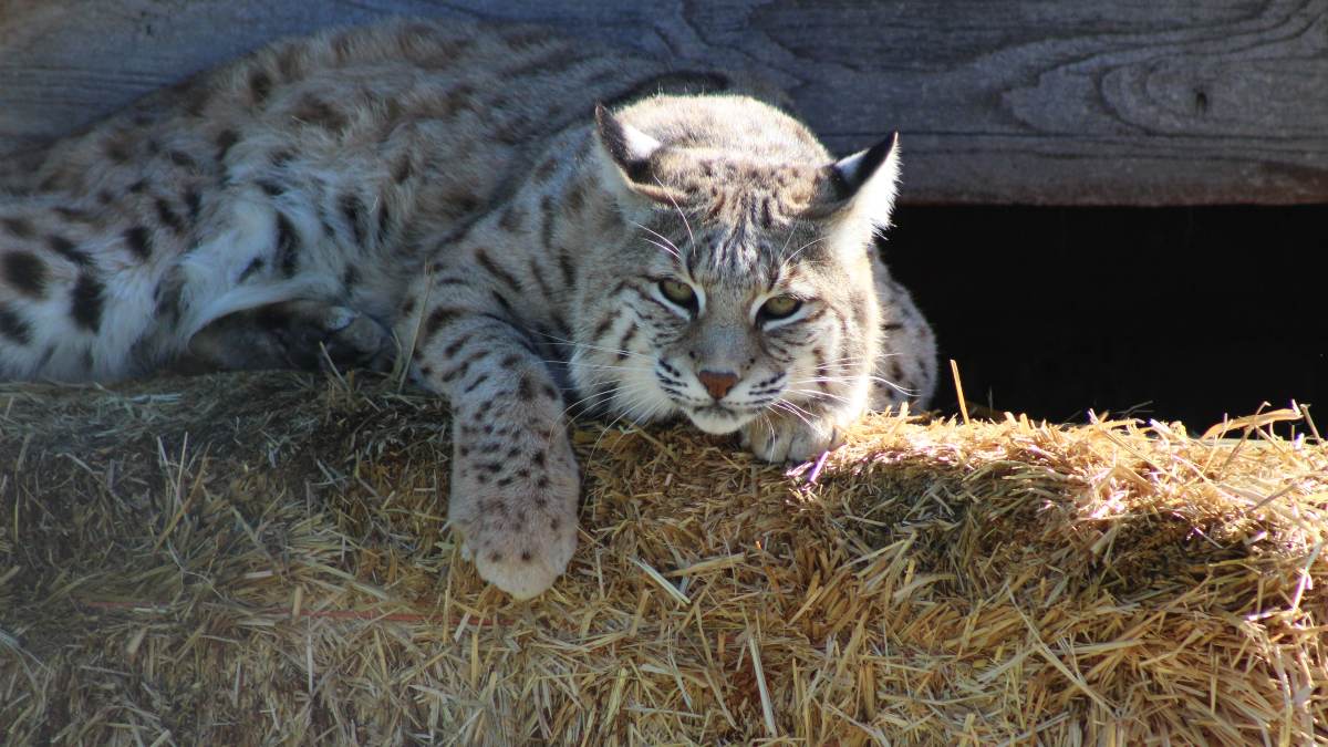 ¿Está el lince ibérico en peligro de extinción?