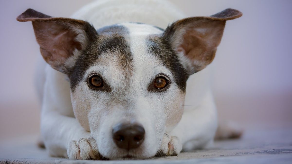 Perro