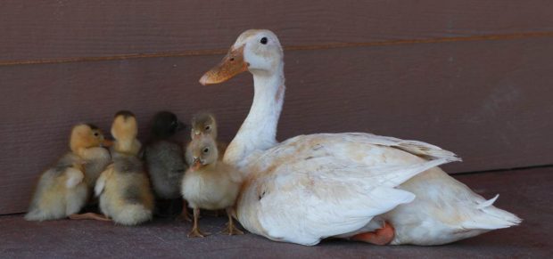 Cría de patos