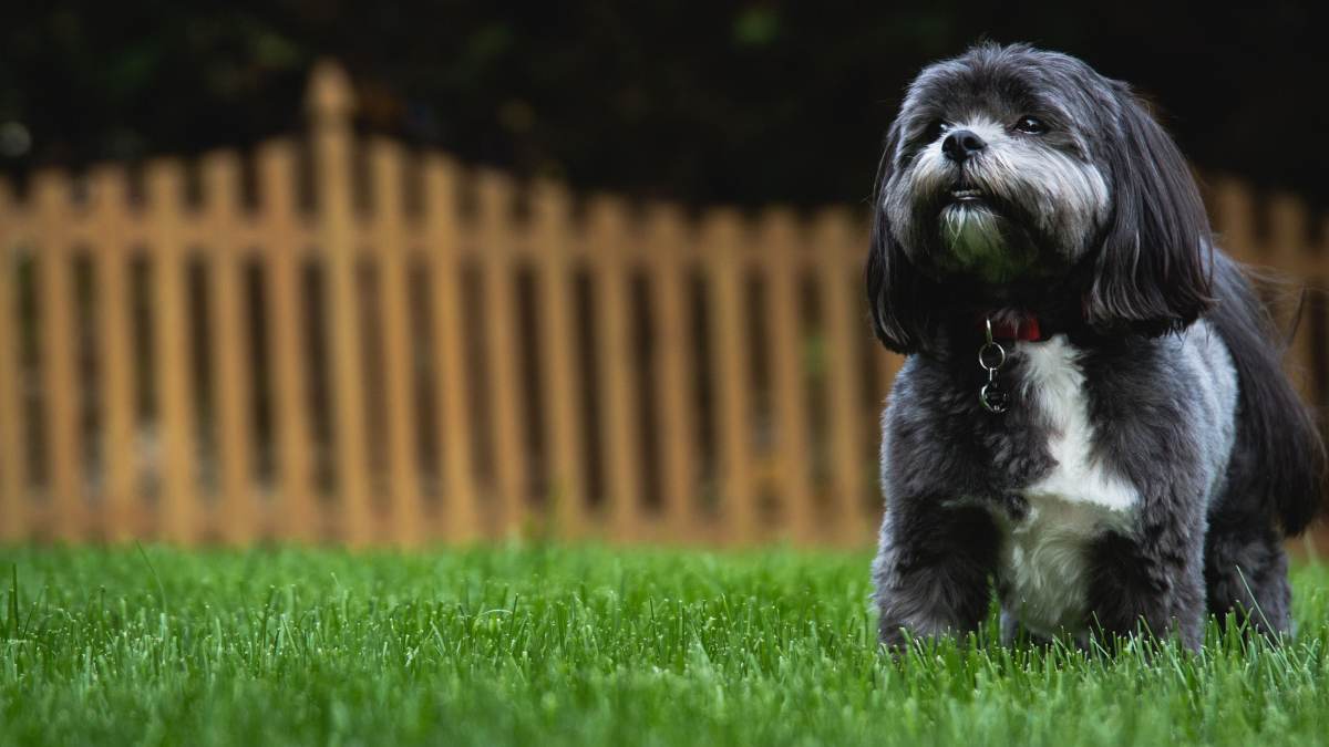 Perros de hocico pequeño