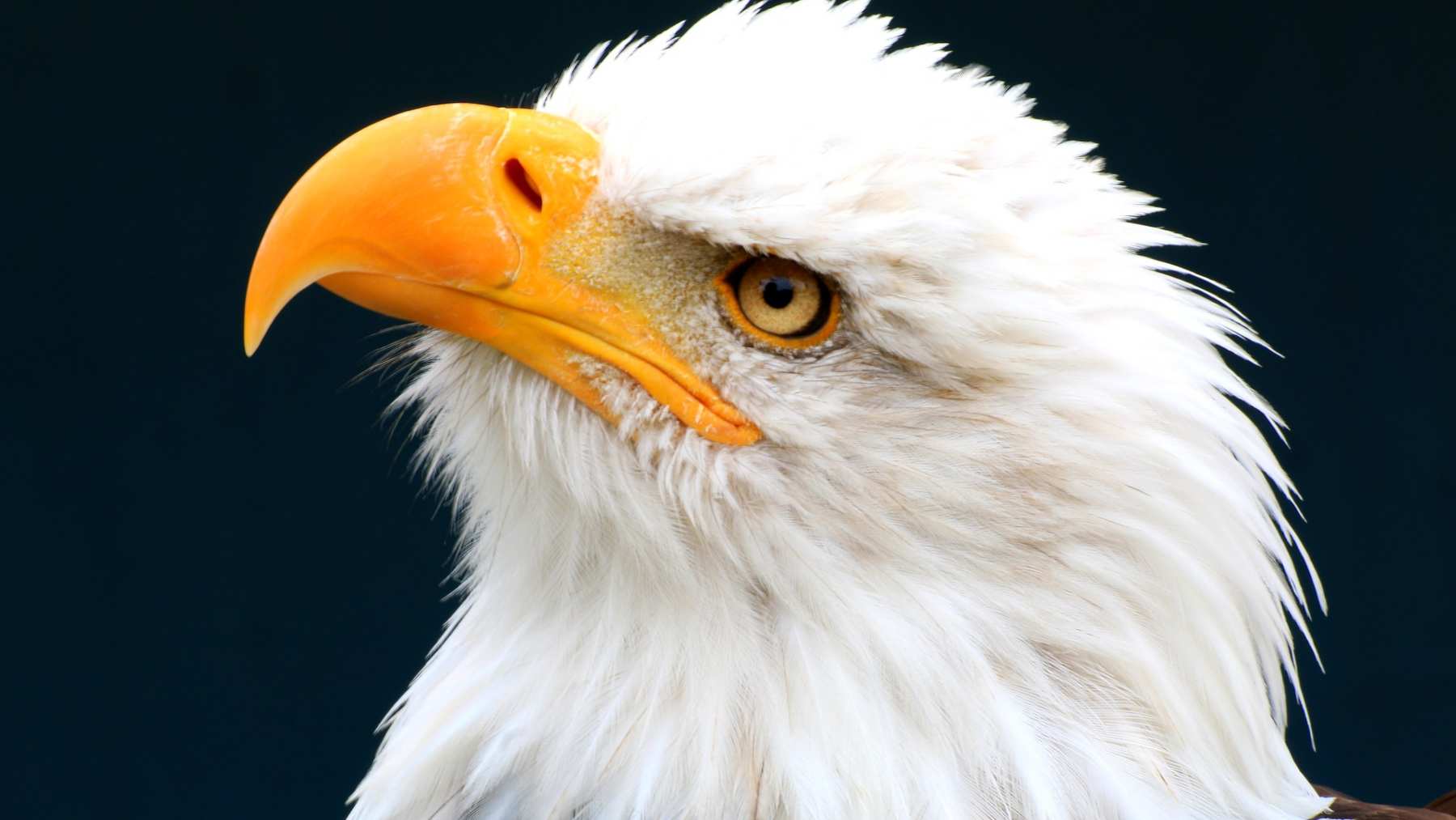 Qué sabes sobre el águila blanca?
