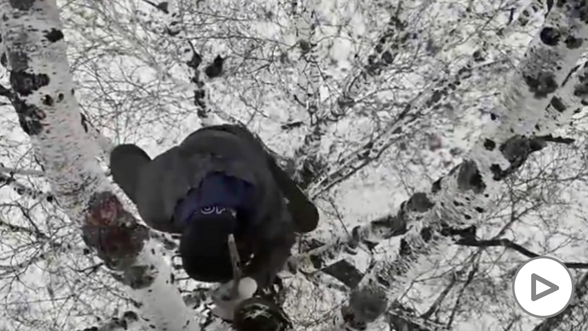 La conexión de Siberia obliga a un joven a escalar un árbol de 10 metros para estudiar.