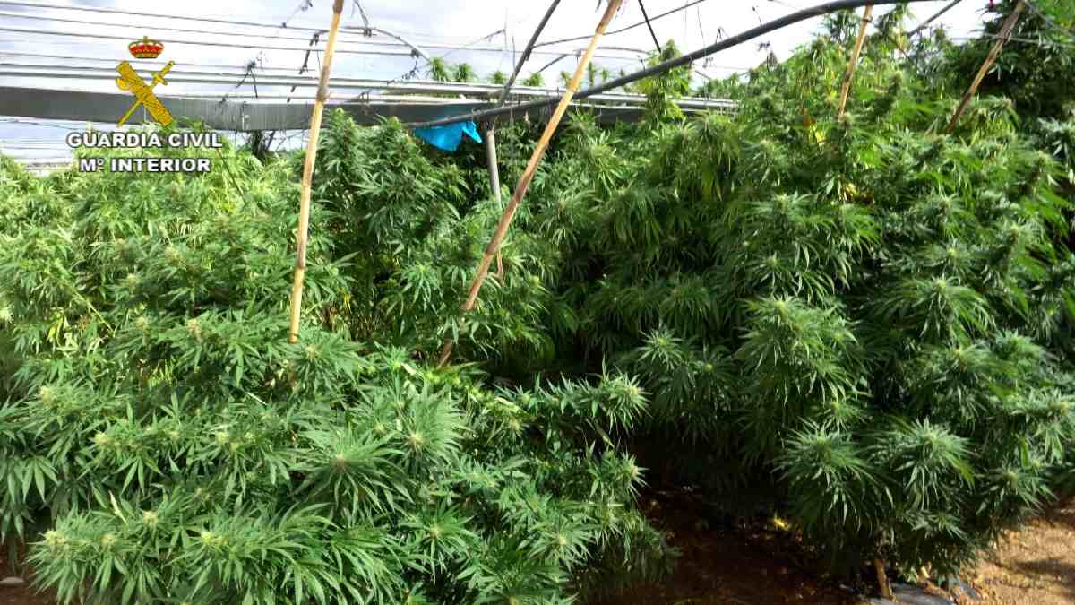Plantación de marihuana intervenida en la provincia de Almería (EP).