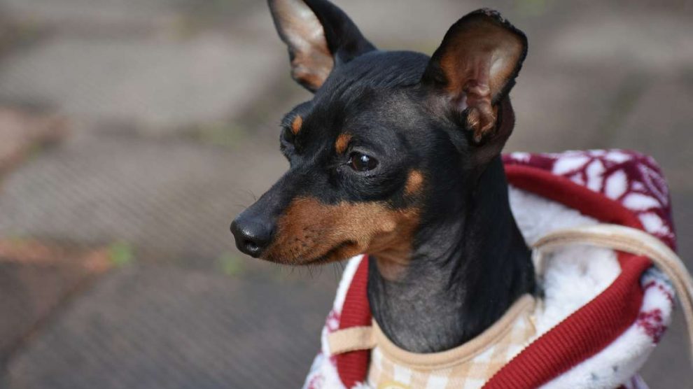 Termorregulación de tu perro