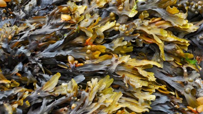 Beneficios de las algas marinas en el mar