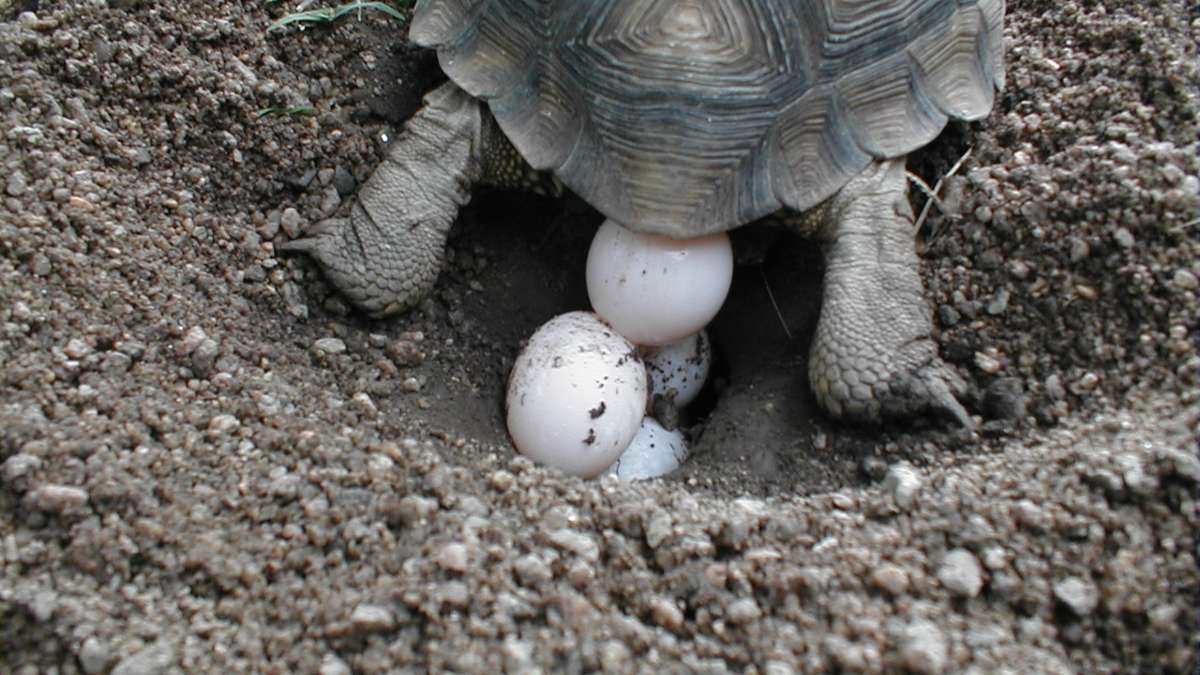 Localización huevos de tortuga