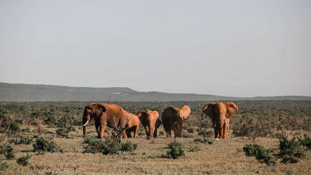 Evolución de la naturaleza en África