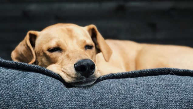 La curiosa razón por la que los perros rascan la cama y dan vueltas antes de dormir