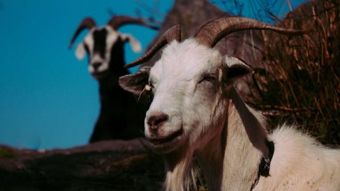 Cómo tratar la mastitis en ovejas y cabras