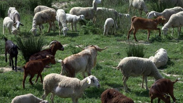 Andratx cabras