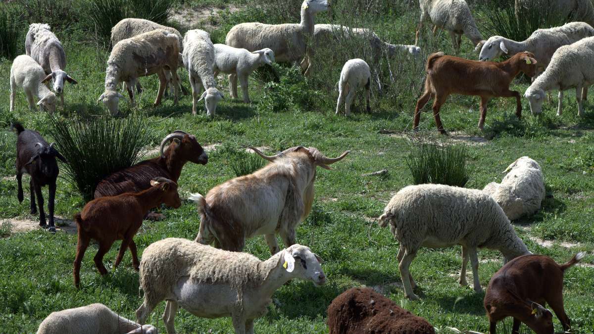 Varias cabras y ovejas alimentándose de pasto,