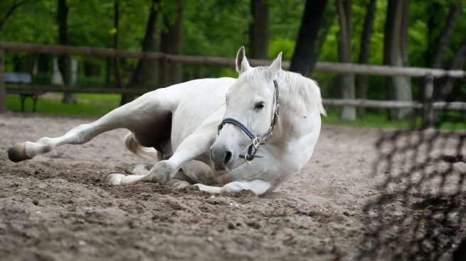 Patologías en caballos