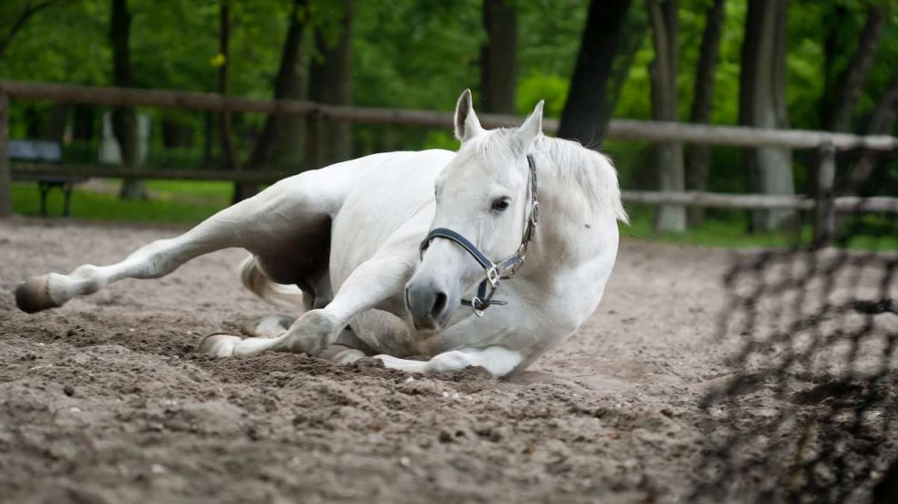 Azoturia en caballos