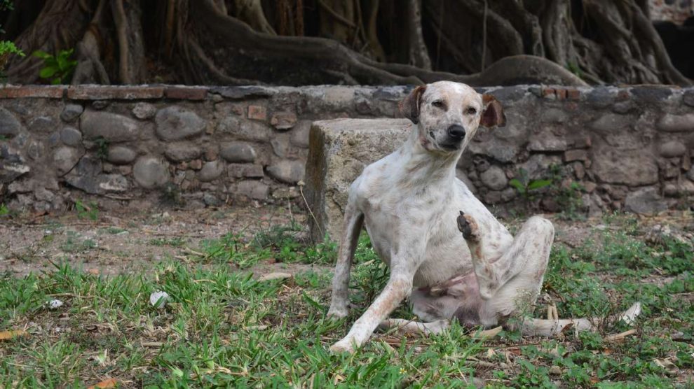 Picaduras venenosas en mascotas