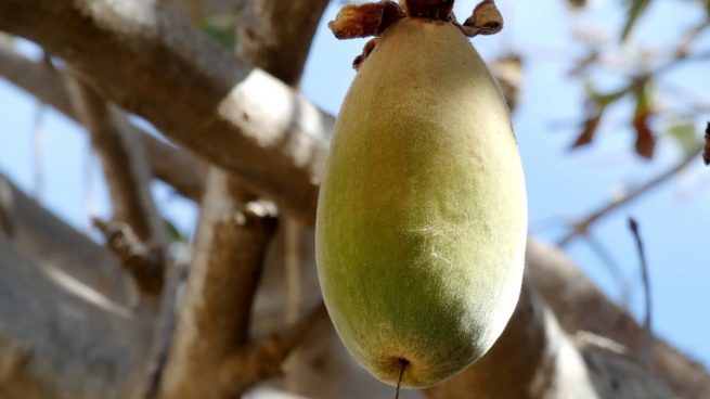 ¿Cuáles son las propiedades nutricionales del Baobab?