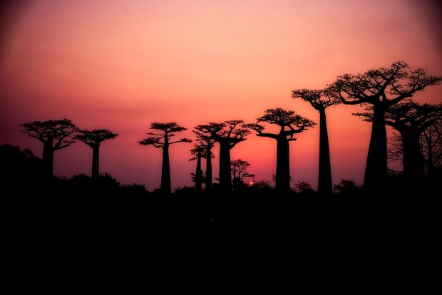 ¿Cuáles son las propiedades nutricionales del Baobab?