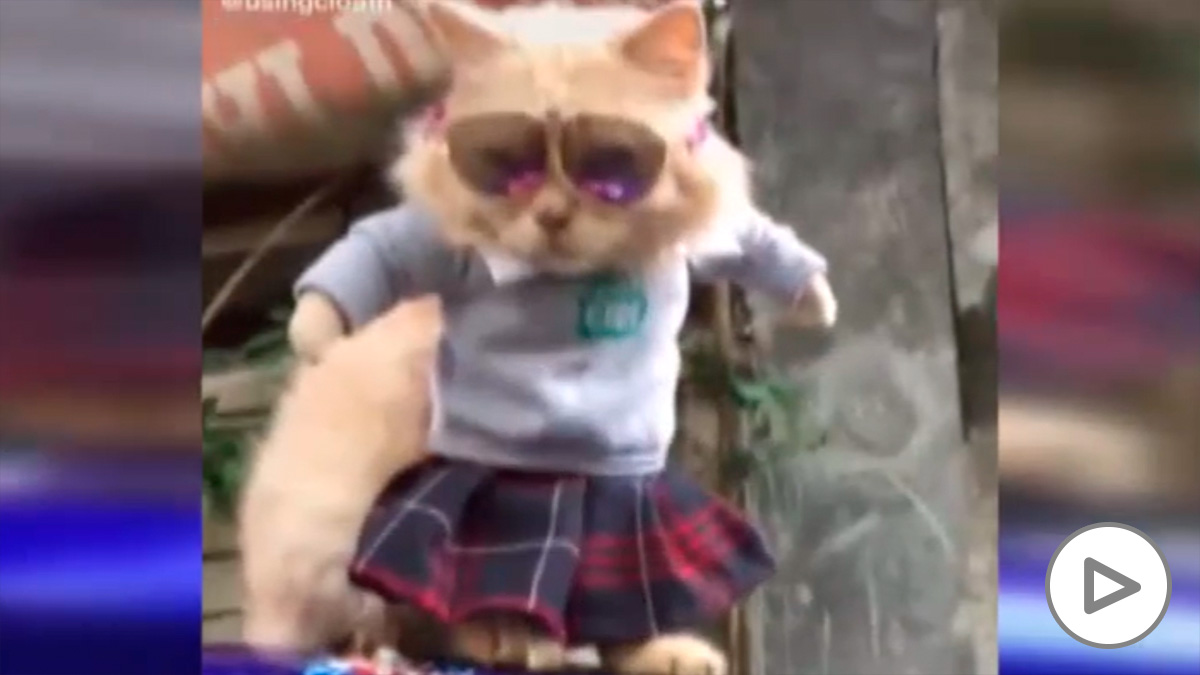 Un profesor de Indonesia arrasa en TikTok diseñando ropa para gatos.