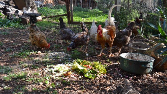 Cómo construir un gallinero para tu jardín