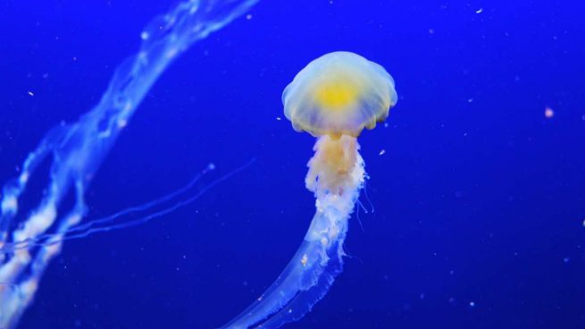 Vida eterna de una medusa