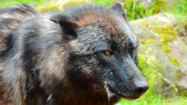 Lobo negro: dónde vive este misterioso animal