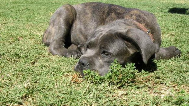 Cane corso