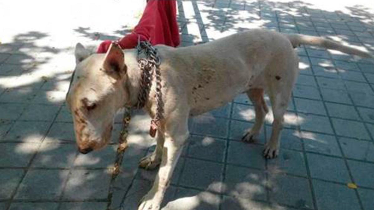 Perro abandonado atado en una calle de Granada.